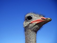 Ostrich, Africa